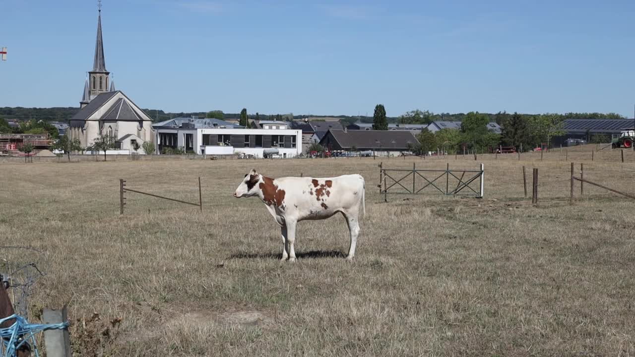 一头棕白相间的奶牛站在田野里视频下载