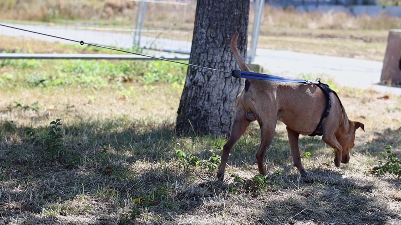 一只棕色的小猎狗走在靠近一棵树的草坪上视频素材