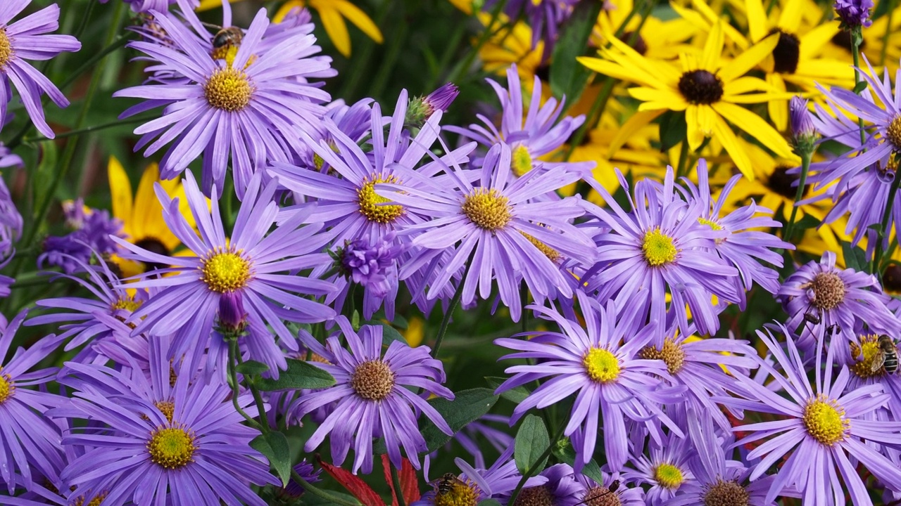 英国湖区温德米尔荷里希尔花园的雏菊花。视频素材