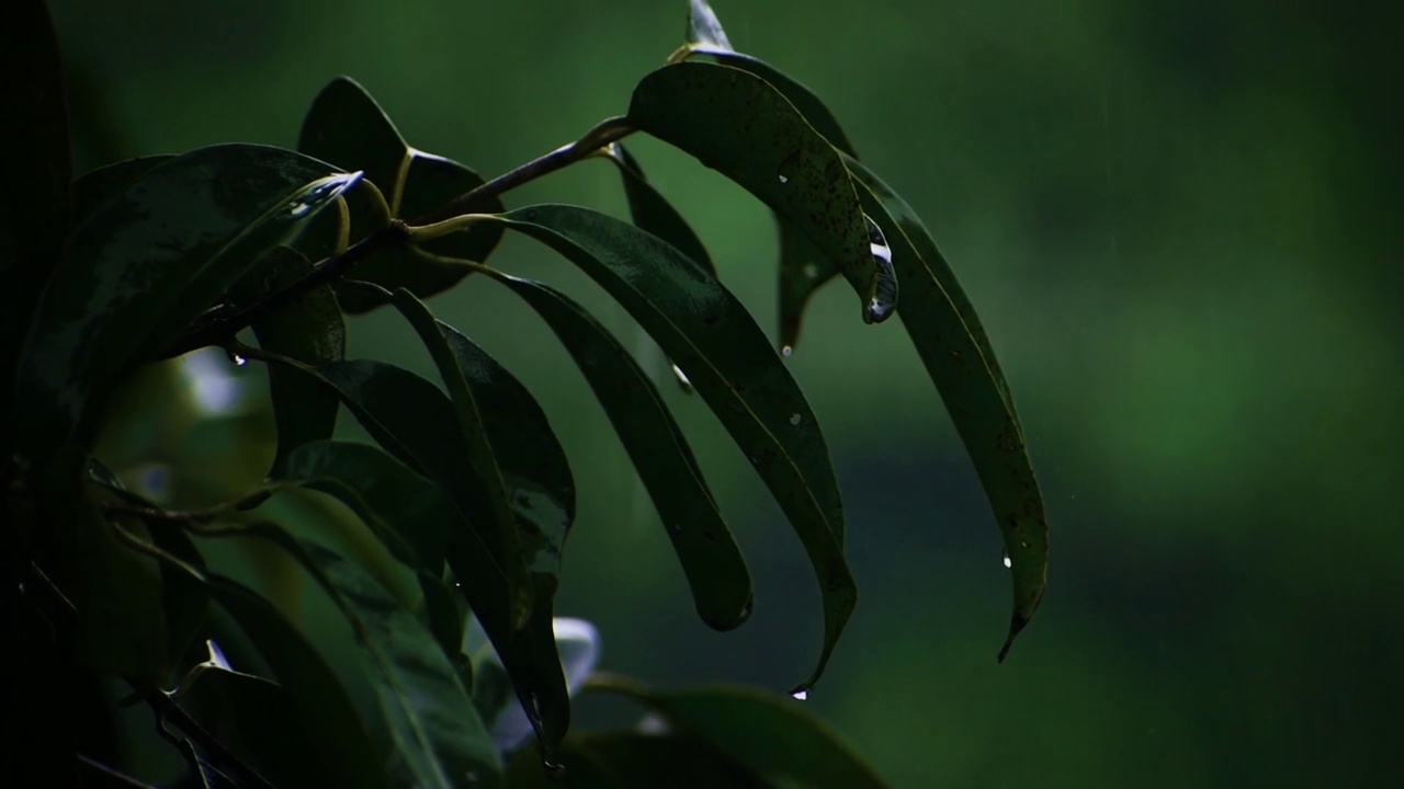 大雨落在树叶上，近景。视频素材