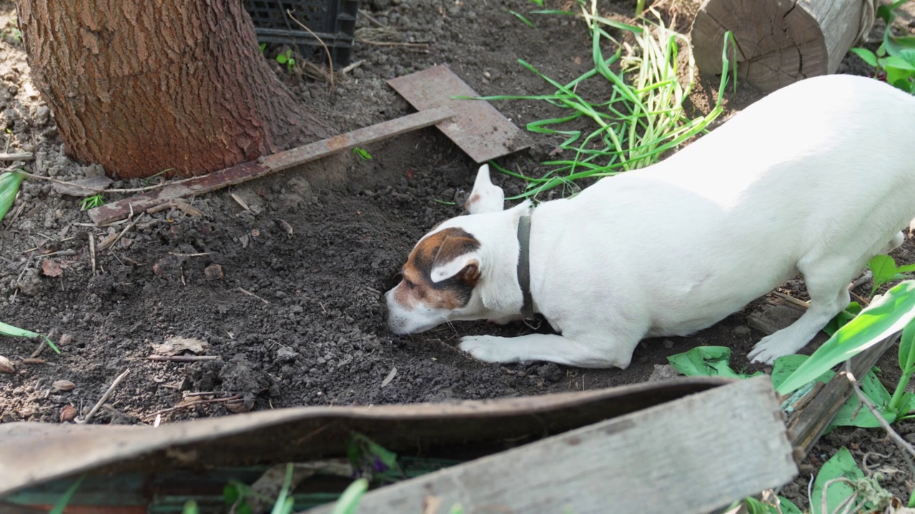 狗在花园里发现了啮齿动物的害虫，于是开始挖地。视频素材