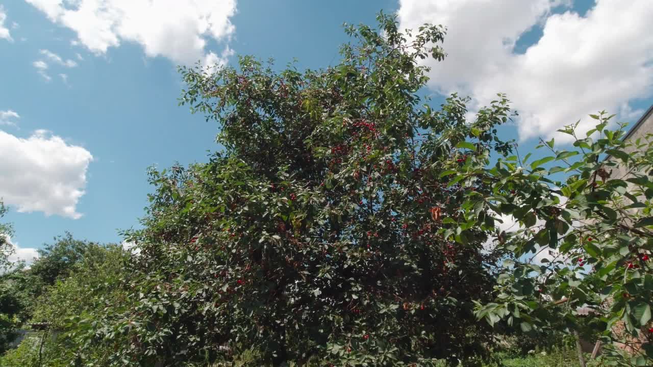 樱桃浆果树慢动作视频素材