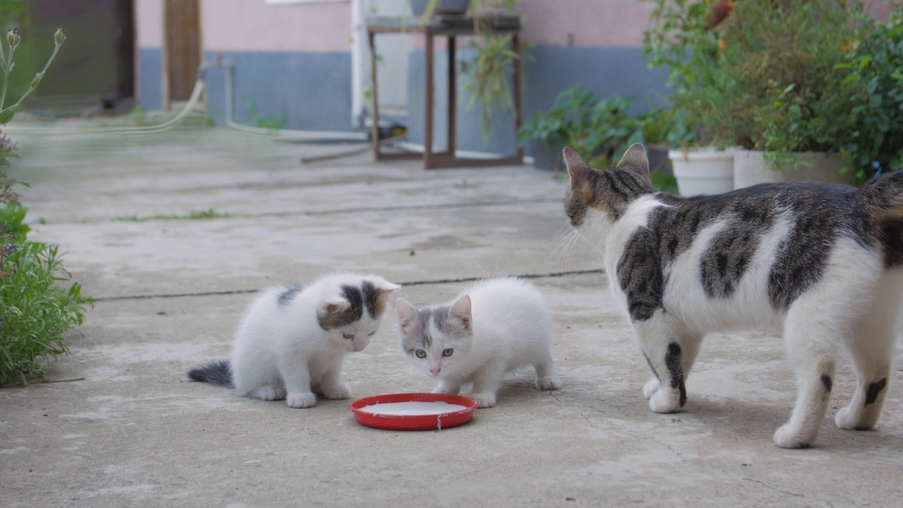 小猫和猫吃牛奶视频下载