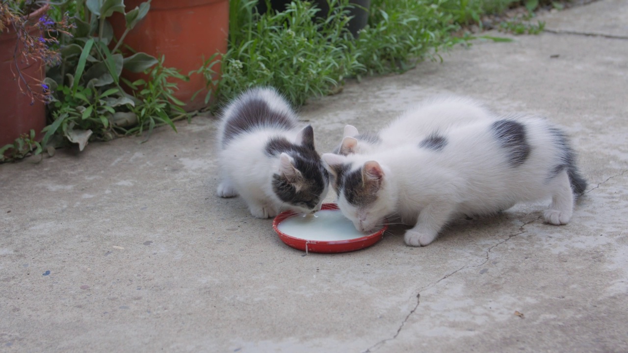 三只小猫吃牛奶视频下载