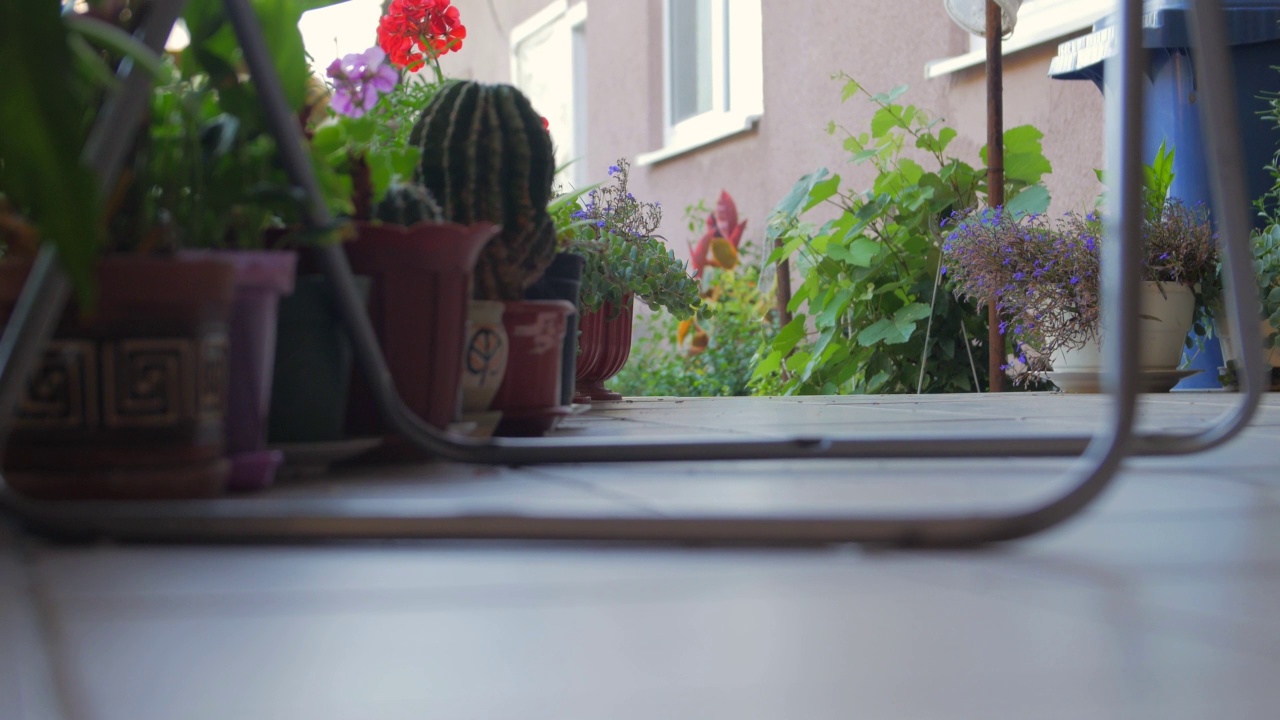 阳台上的室内植物视频下载