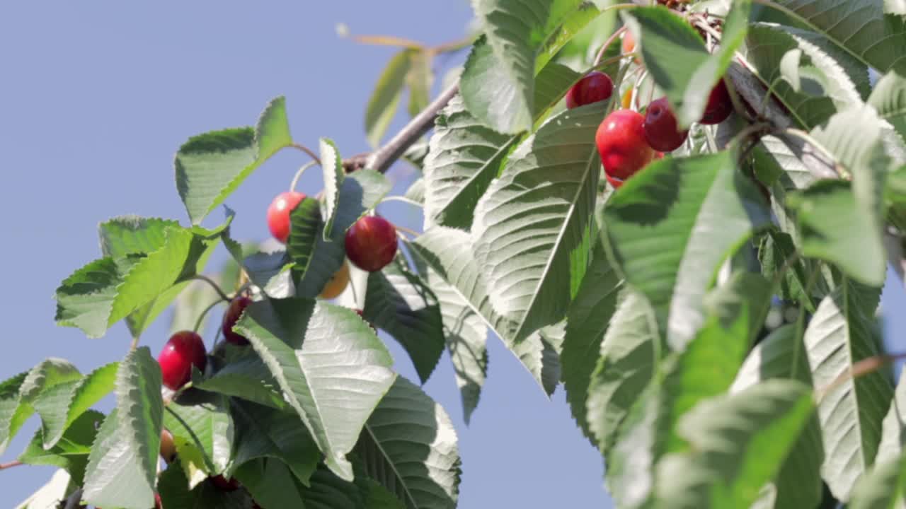 初夏收获前挂在树枝上的成熟的红而甜的樱桃浆果。树上挂着美味多汁的深红色鸟樱桃果实视频素材