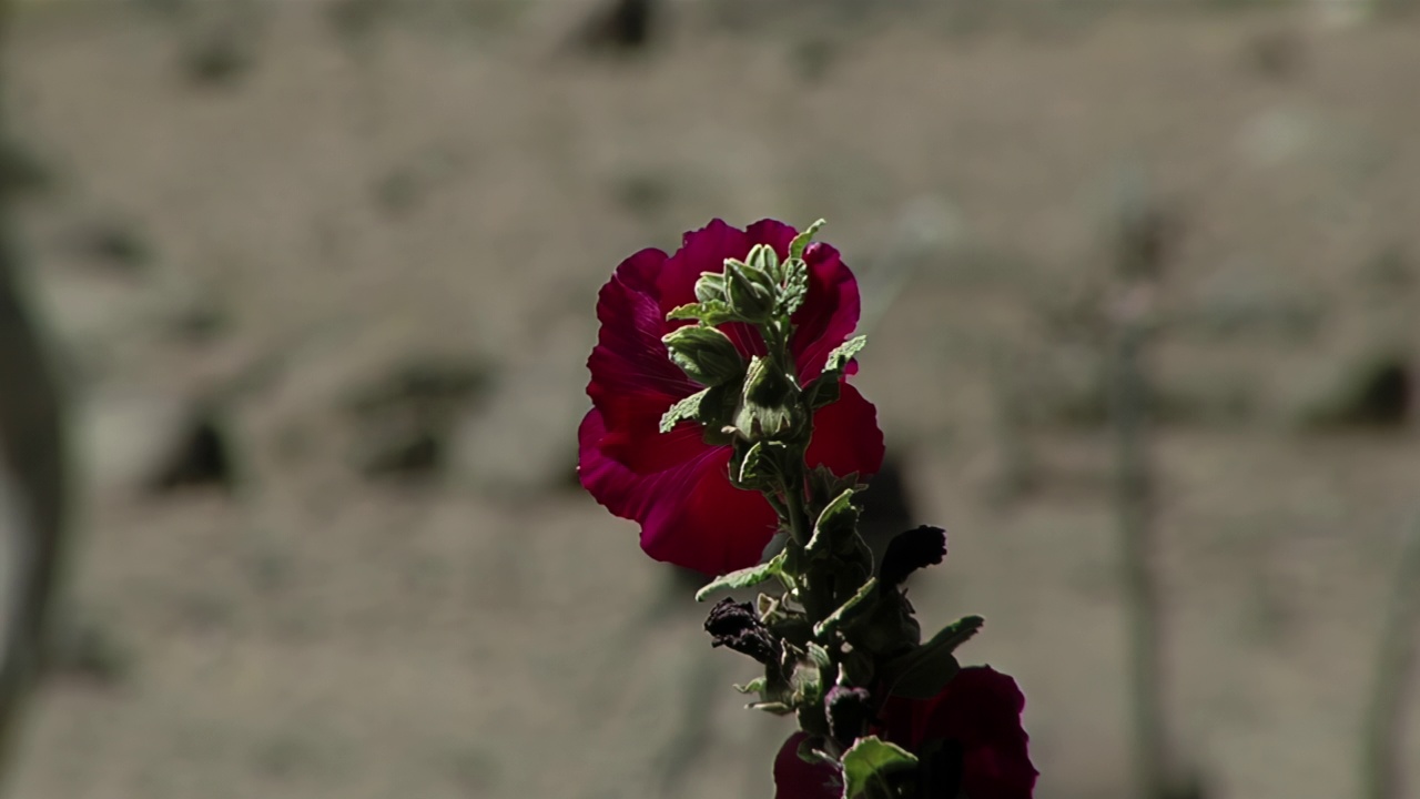 阿根廷巴塔哥尼亚的内昆省，五颜六色的红花在风中摇曳。关闭了。视频素材