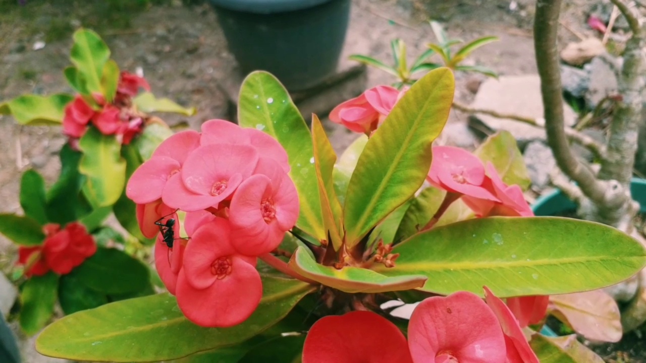 粉红色的荆棘王冠上有昆虫视频素材