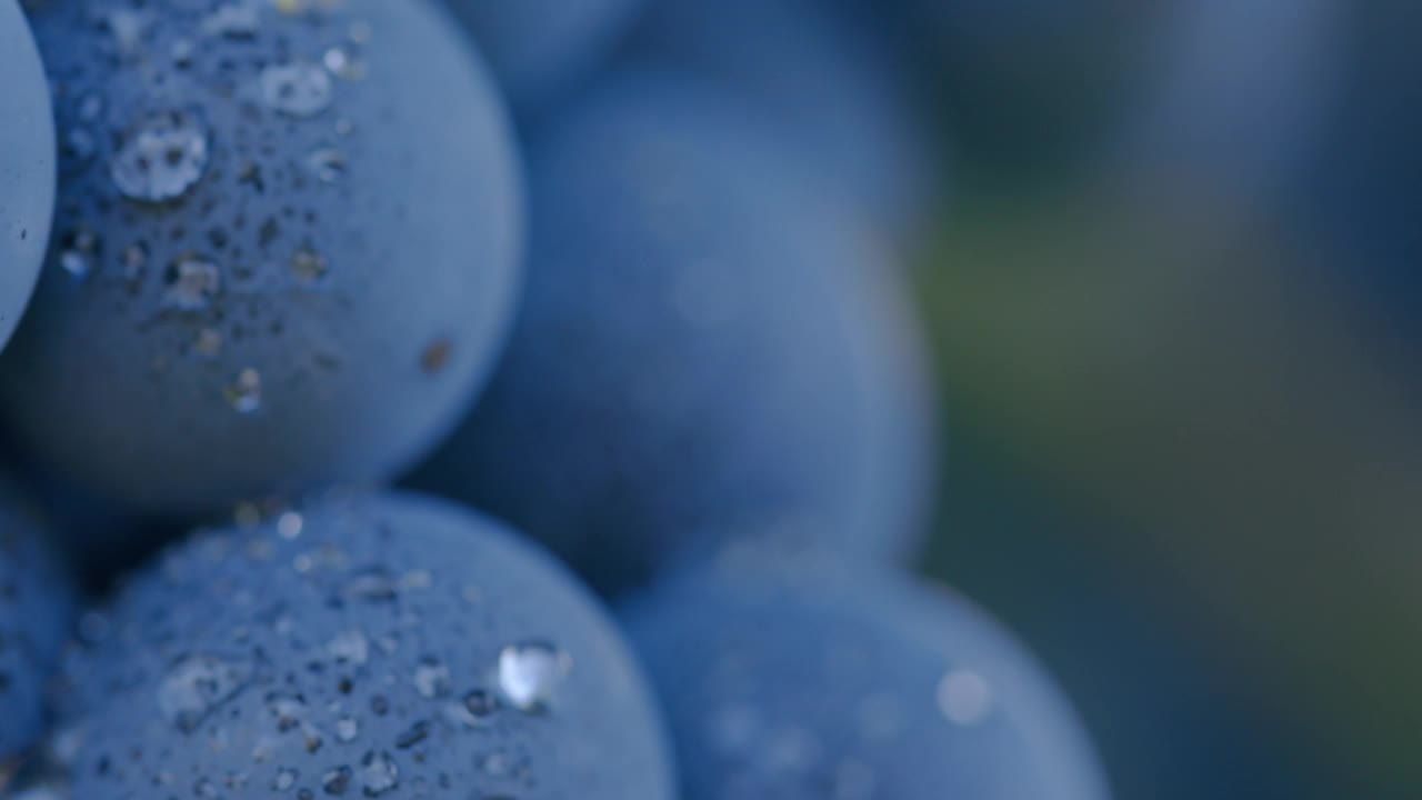 成熟的蓝葡萄与露珠的细节视频下载