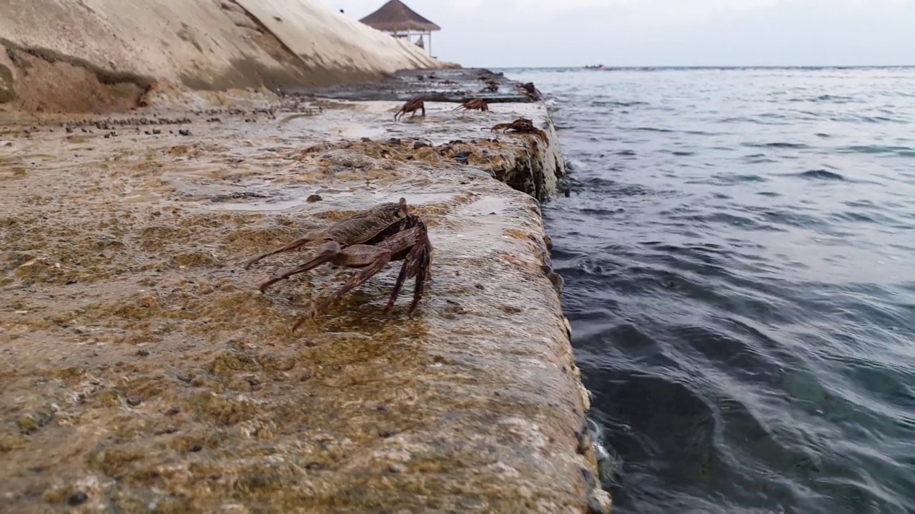 地面行走在马尔代夫的螃蟹在海边的岩石上视频素材