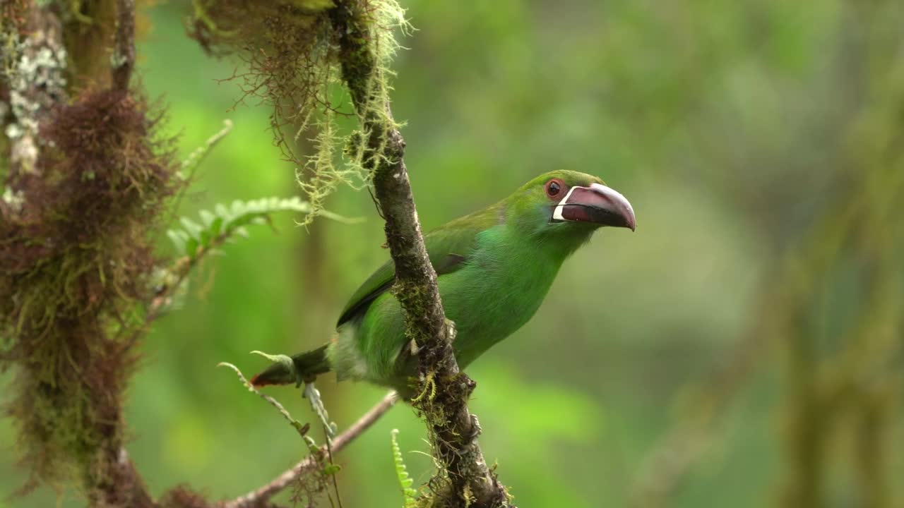 红臀头嘴鸟——红臀嘴嘴鸟，见于厄瓜多尔、哥伦比亚和委内瑞拉潮湿的安第斯森林，羽毛绿色，臀部栗红视频素材