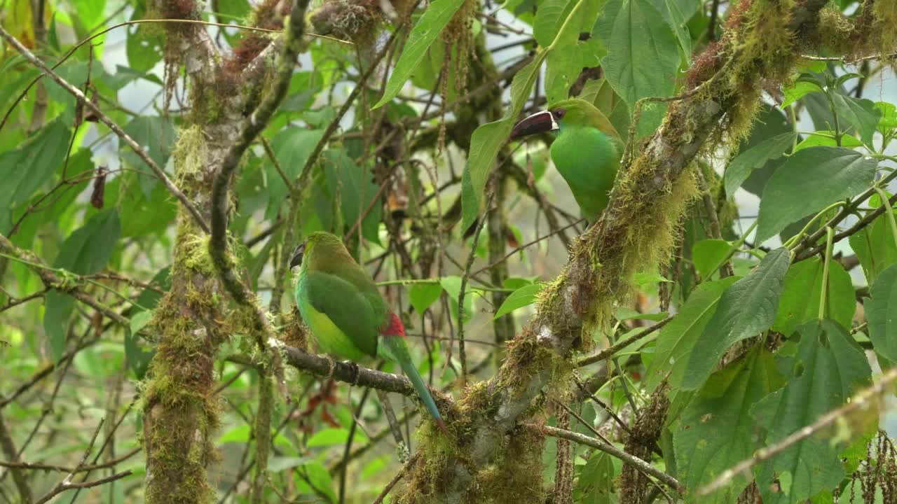 红臀头嘴鸟——红臀嘴嘴鸟，见于厄瓜多尔、哥伦比亚和委内瑞拉潮湿的安第斯森林，羽毛绿色，臀部栗红视频素材