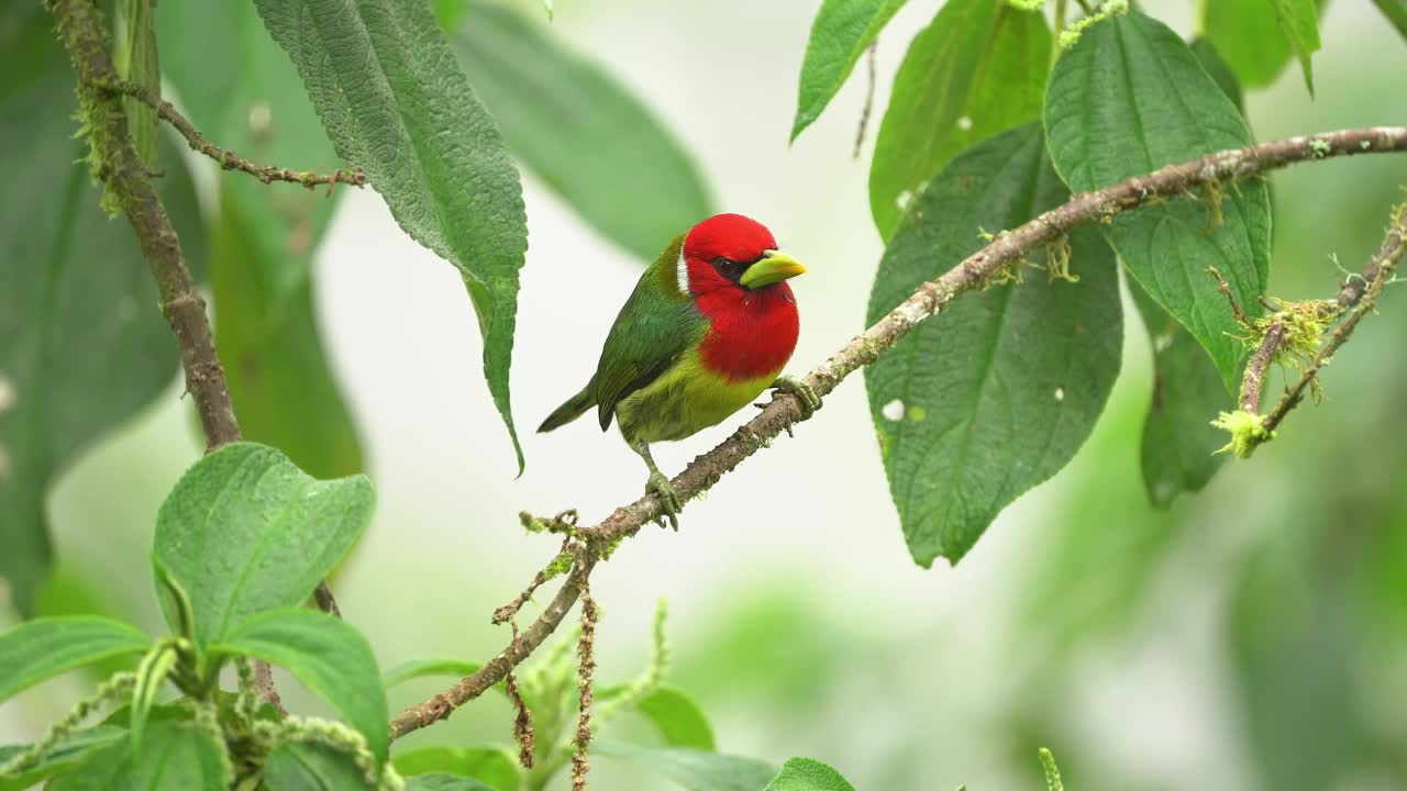 红头巴比特鸟-红头巴比特科彩色鸟，见于哥斯达黎加和巴拿马潮湿的高地森林，委内瑞拉西部、哥伦比亚、厄瓜多尔和秘鲁的安第斯山脉视频素材