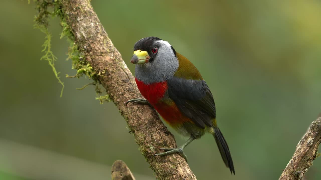 巨嘴鸟-巨嘴鸟，原产于厄瓜多尔和哥伦比亚，属巨嘴鸟科，与巨嘴鸟亲缘关系密切，嘴粗壮，头黑喉灰颈，胸腹红视频素材