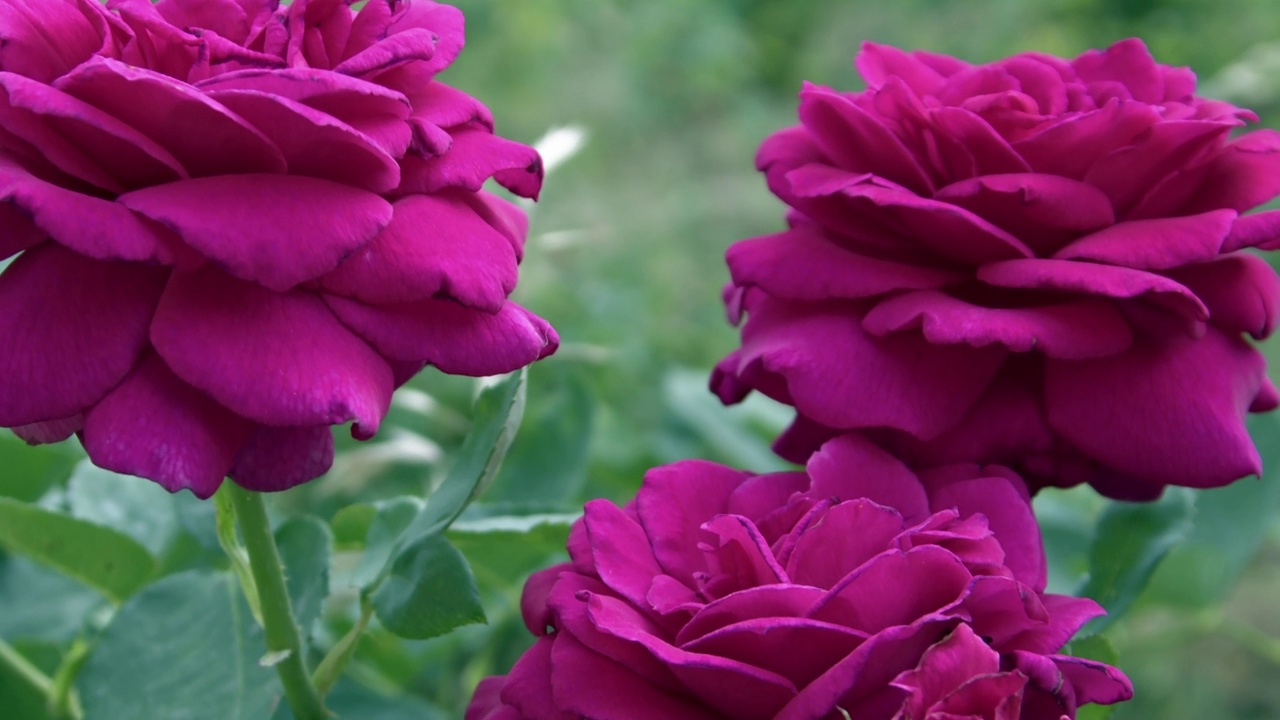 花园里的三朵粉红紫红色玫瑰视频素材