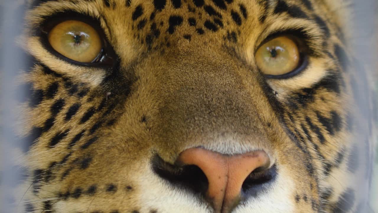 特写美洲豹的眼睛视频下载