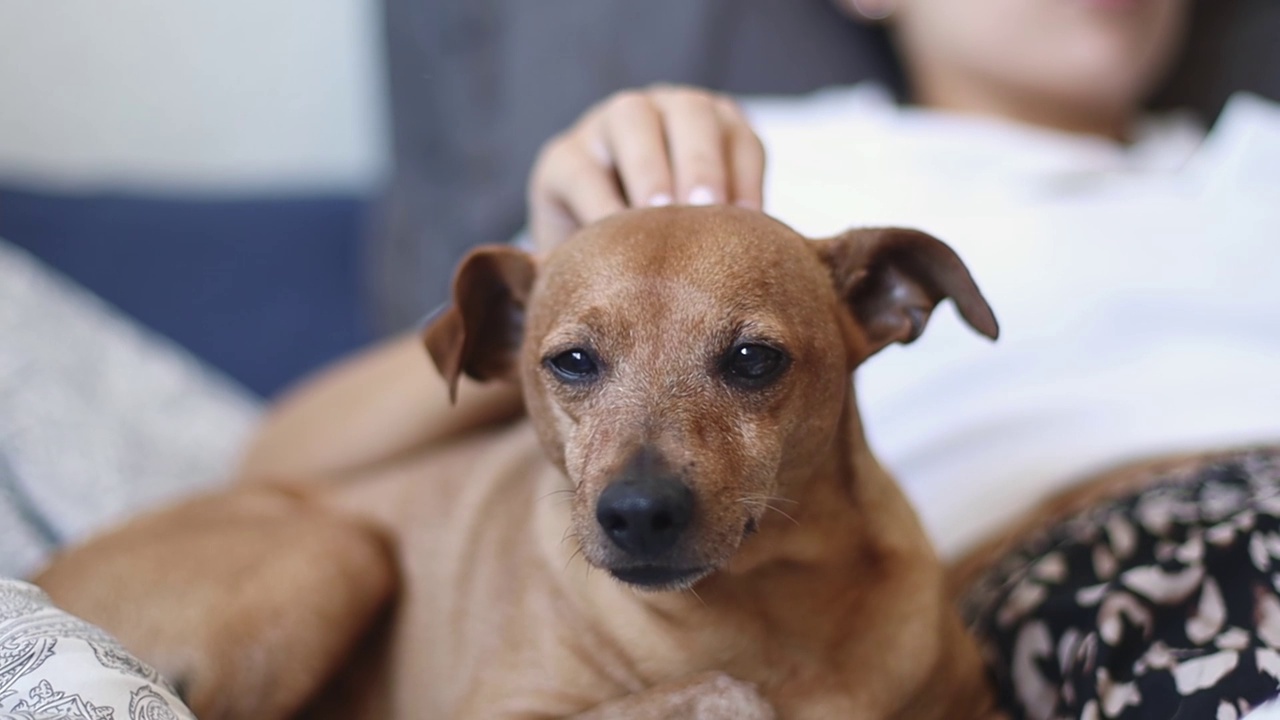 休息的小狗迷你平舍和一个女孩抚摸她的头在床上。视频素材