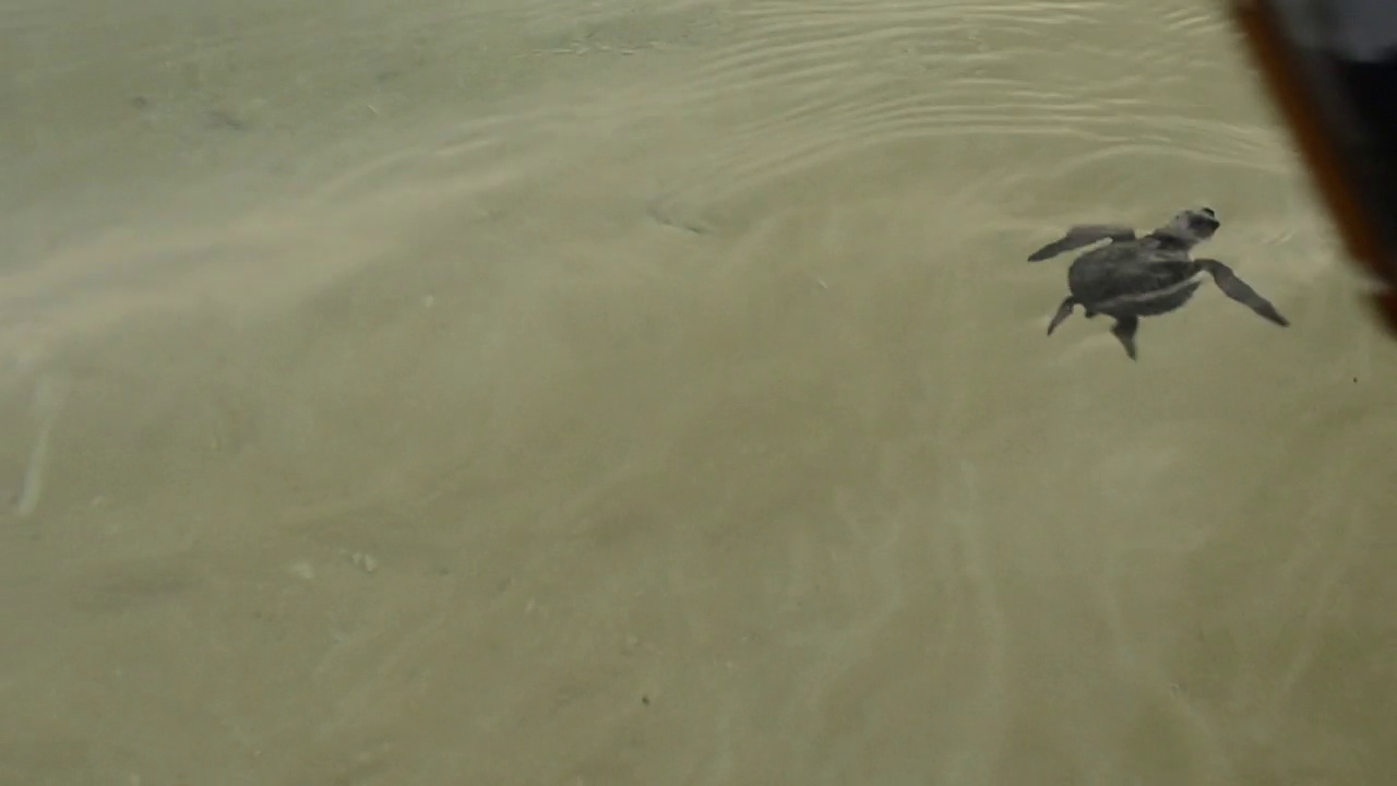海龟宝宝在海水里视频素材