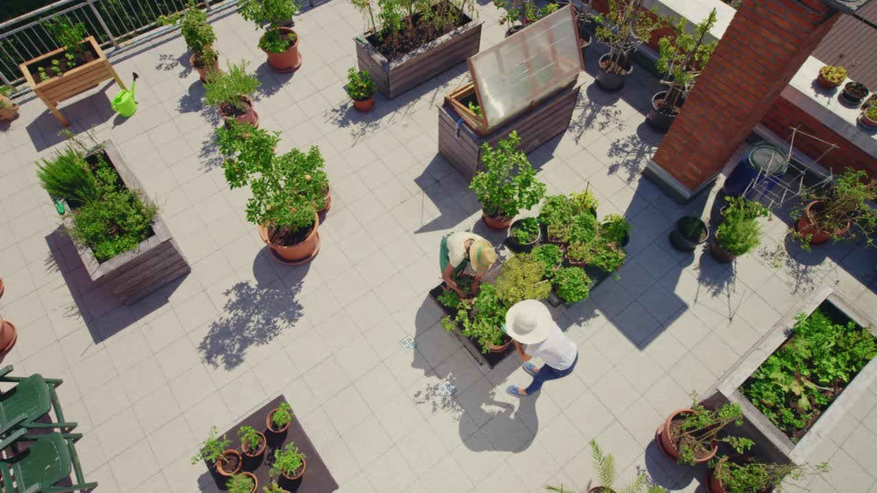 CS两个妇女在阳光明媚的屋顶花园照料植物视频下载