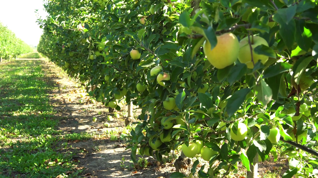 有成熟果实的苹果园视频素材