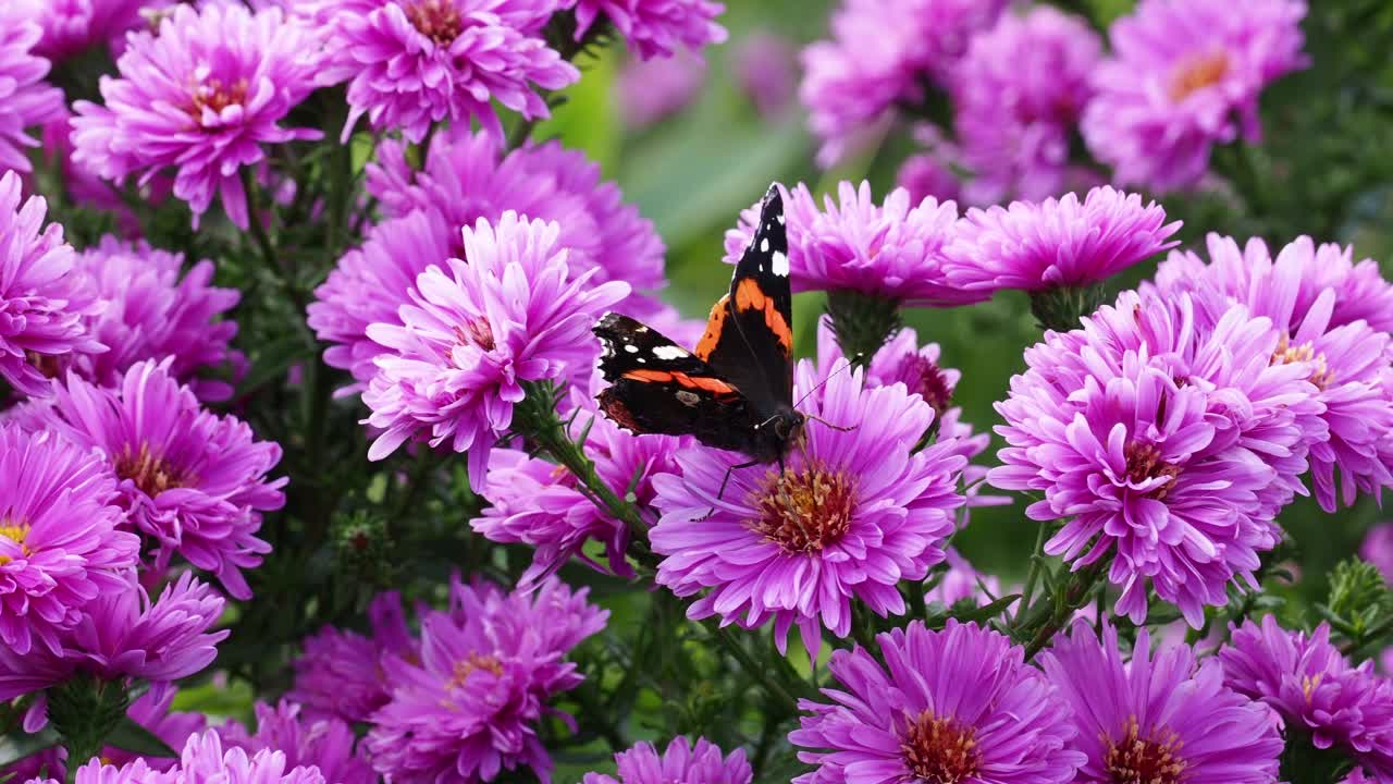 一只红色海军上将蝴蝶，凡妮莎·亚特兰大在霍勒希尔花园，温德米尔，湖区，吃花。视频素材