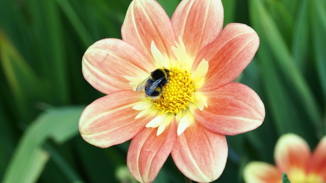 一只大黄蜂在英国湖区温德米尔的霍勒希尔德花园吃大丽花。视频素材