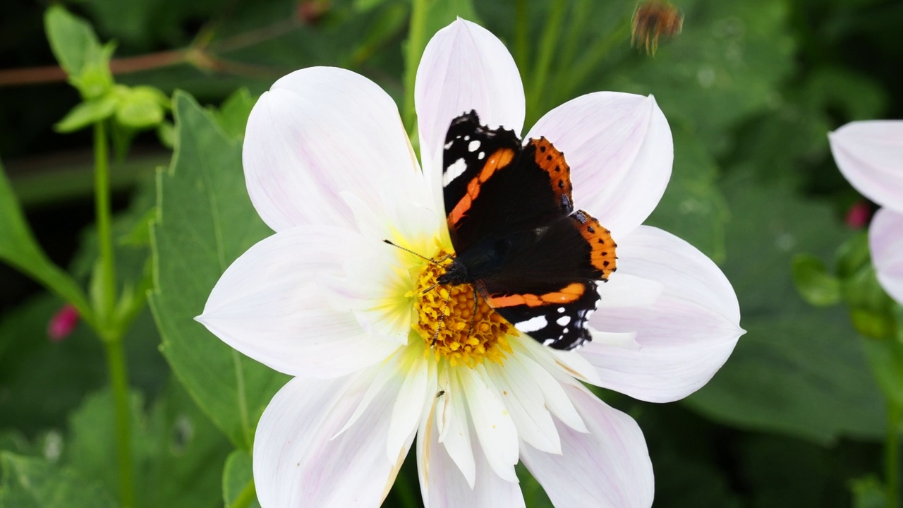 一只红色海军上将蝴蝶，凡妮莎·亚特兰大在英国湖区温德米尔的荷里希尔德花园吃着大百合花。视频素材
