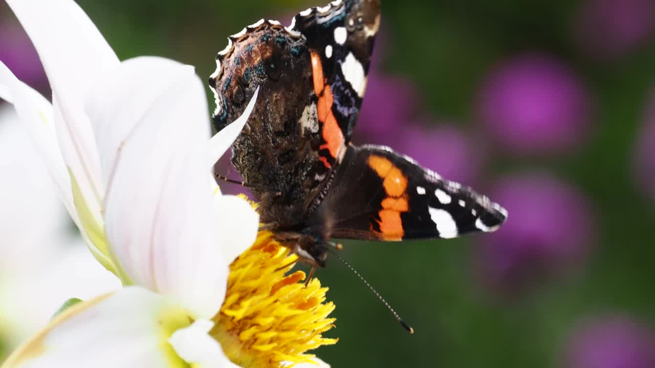 一只红色海军上将蝴蝶，凡妮莎·亚特兰大在英国湖区温德米尔的荷里希尔德花园吃着大百合花。视频素材