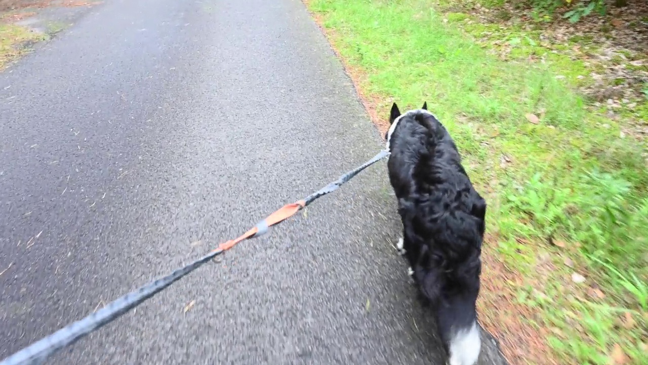 一只拴着皮带的边境牧羊犬走在乡间小路上。视频下载