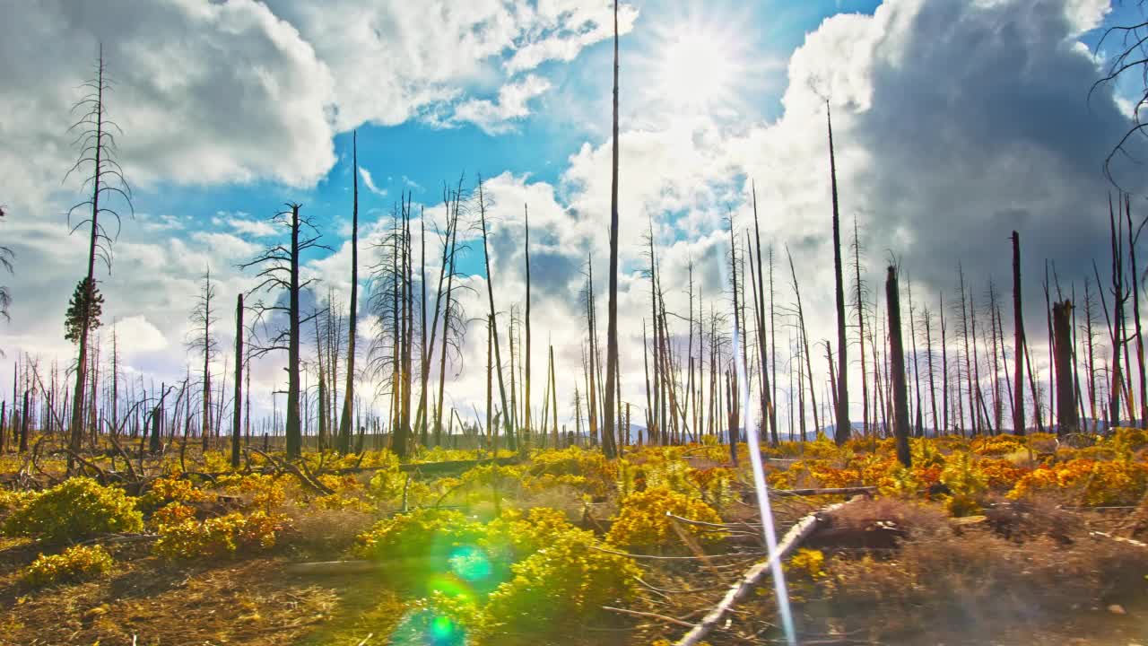 大火后烧焦的森林烧焦的树干4K视频下载