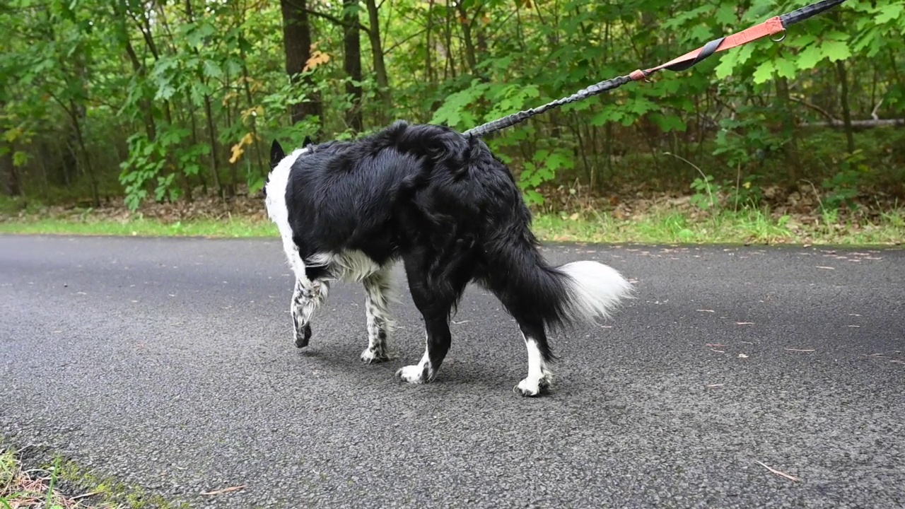 一只拴着皮带的边境牧羊犬走在乡间小路上。缓慢的运动。视频下载
