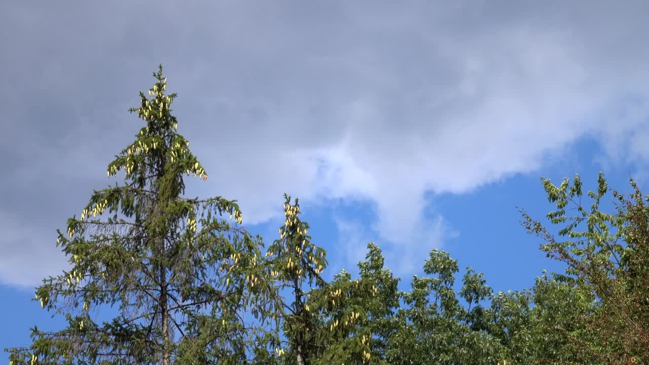 风吹得针叶树在天空和云彩的衬托下摇曳视频素材