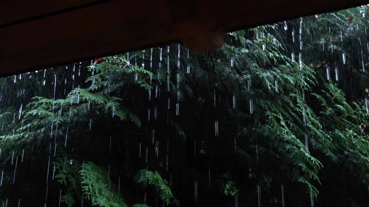 公园里的雨，从凉亭里看到雨中的云杉和松树视频素材
