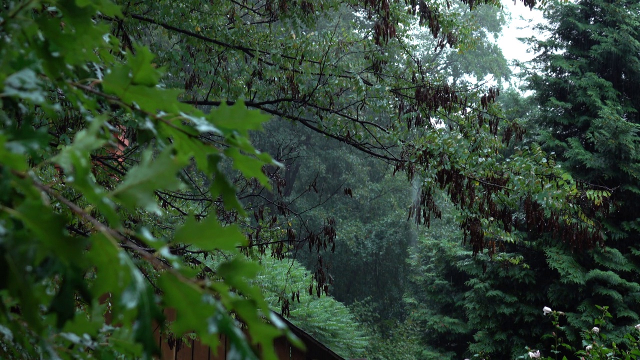 雨在公园里，云杉和松树在雨里视频素材