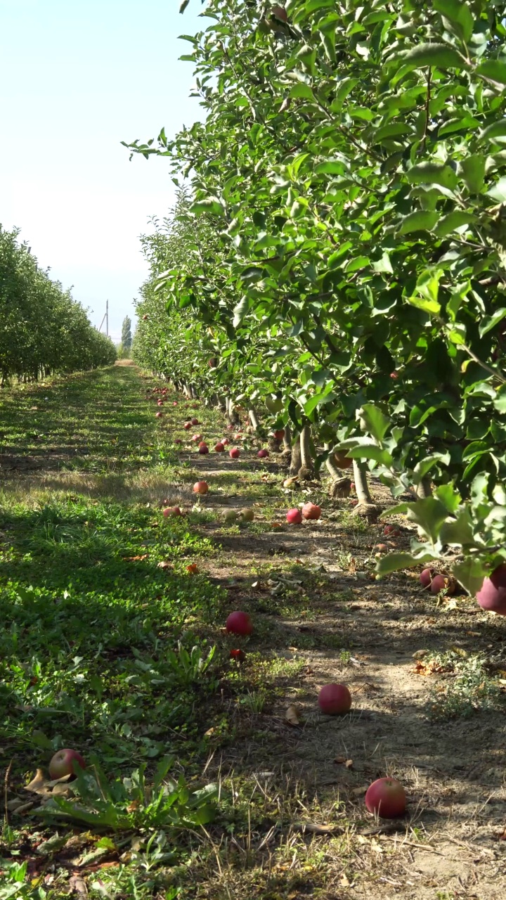 有成熟果实的苹果园视频素材