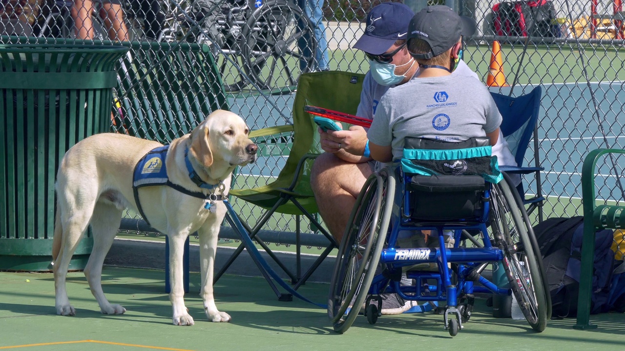 在加利福尼亚州帕萨迪纳市的适应性体育节上，残疾的父亲和儿子坐在轮椅上，还有一只服务犬视频下载