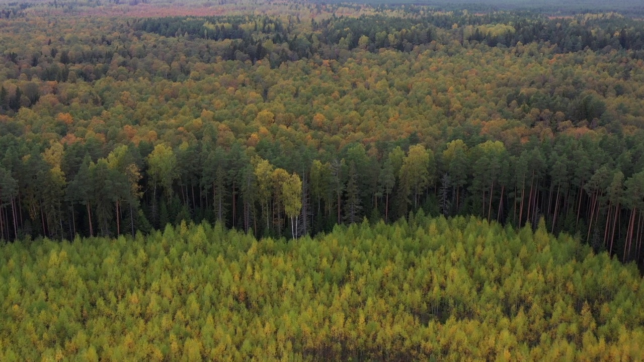 在秋天的森林里飞过黄树。从无人机拍摄。视频素材