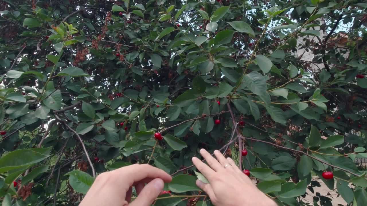双手在花园里摘樱桃视频下载