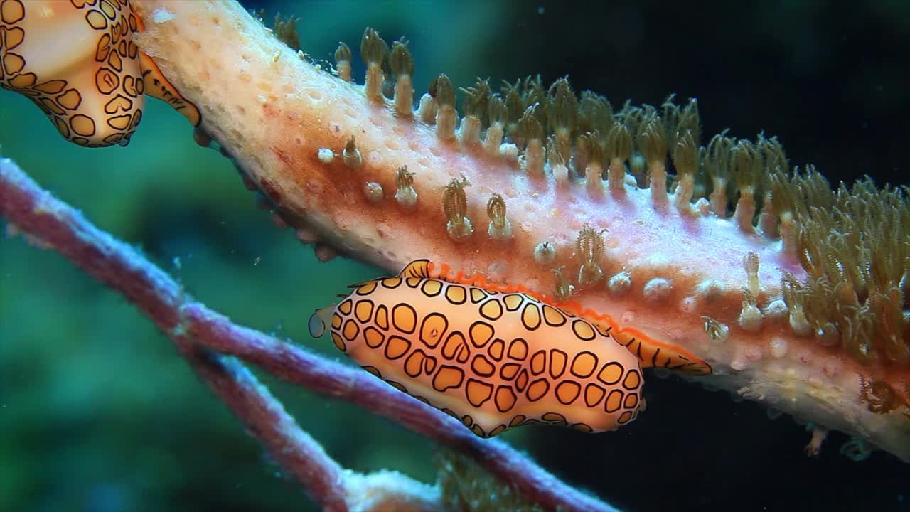 火烈鸟舌螺吃珊瑚虫罗阿坦LS珊瑚礁视频下载