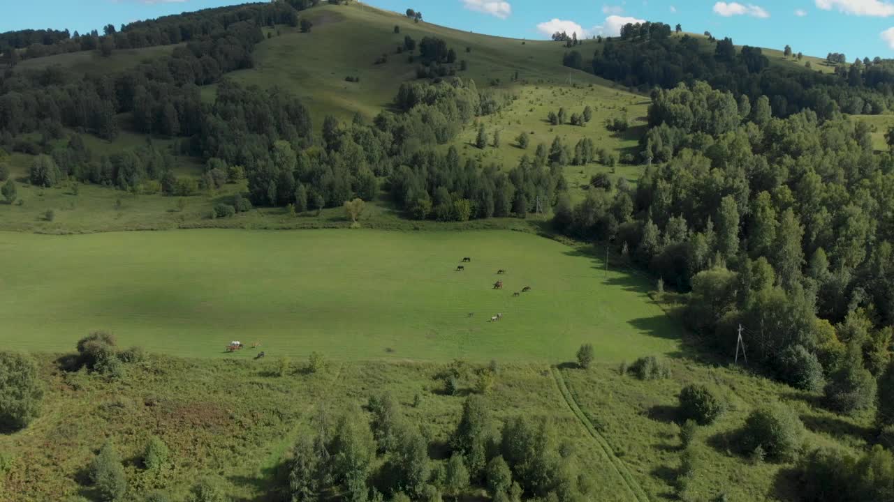 在阿尔泰山区山谷中，在绿色草地上吃草的马。视频下载