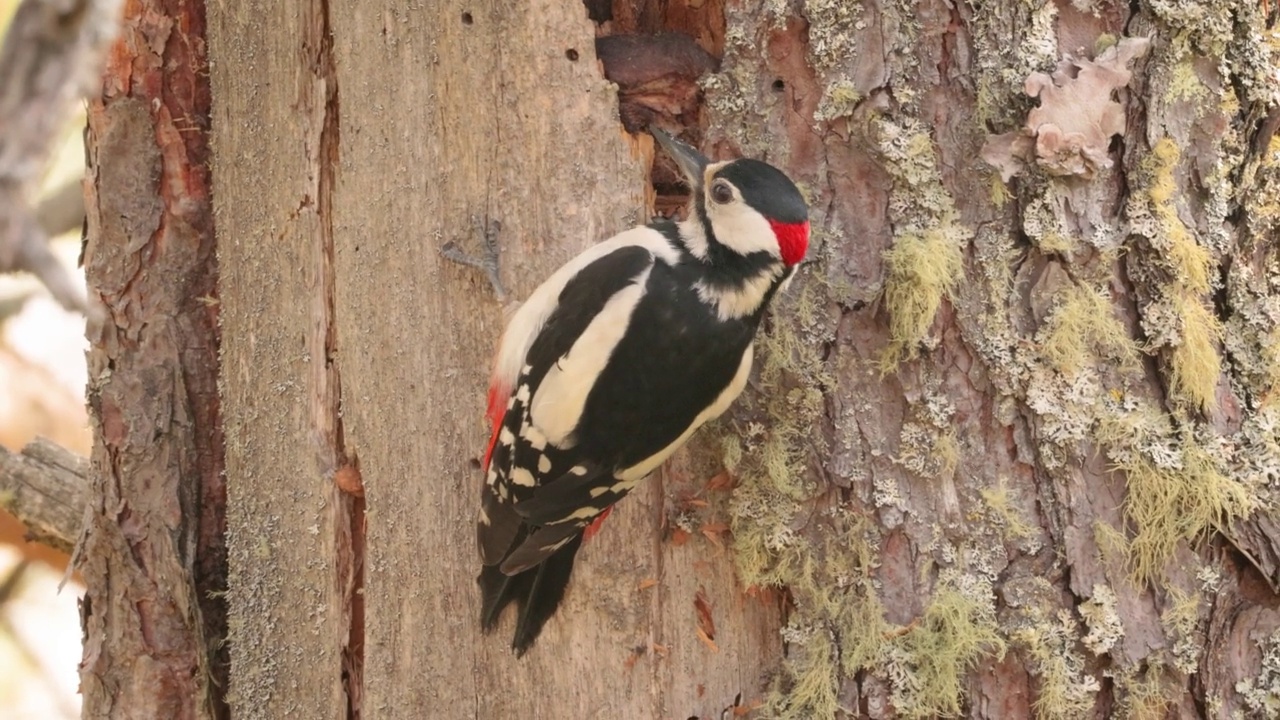 大斑点啄木鸟在树上寻找食物。大斑点啄木鸟(Dendrocopos major)是一种中等大小的啄木鸟，羽毛黑白相间，下腹有一块红色的斑块视频素材