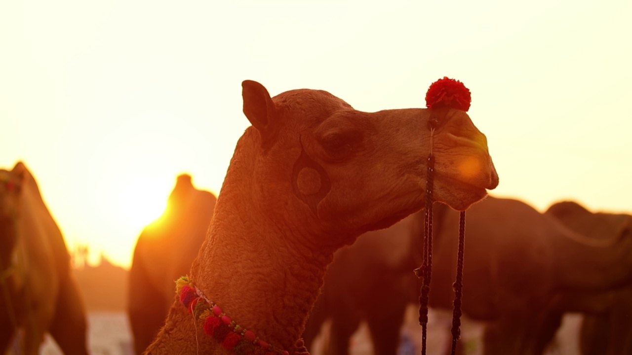 在普什卡尔集市上慢动作的骆驼，也被称为普什卡尔骆驼集市或当地的Kartik Mela是印度拉贾斯坦邦普什卡尔镇举行的一年一度的多日牲畜集市和文化活动。视频素材