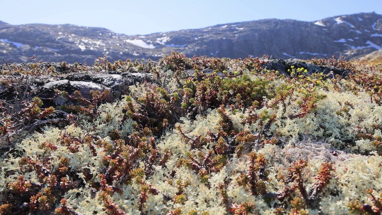 北极苔原地衣苔藓特写。它主要生活在北极苔原和高山苔原地区，非常耐寒。绿刺草，又称驯鹿杯地衣。视频素材