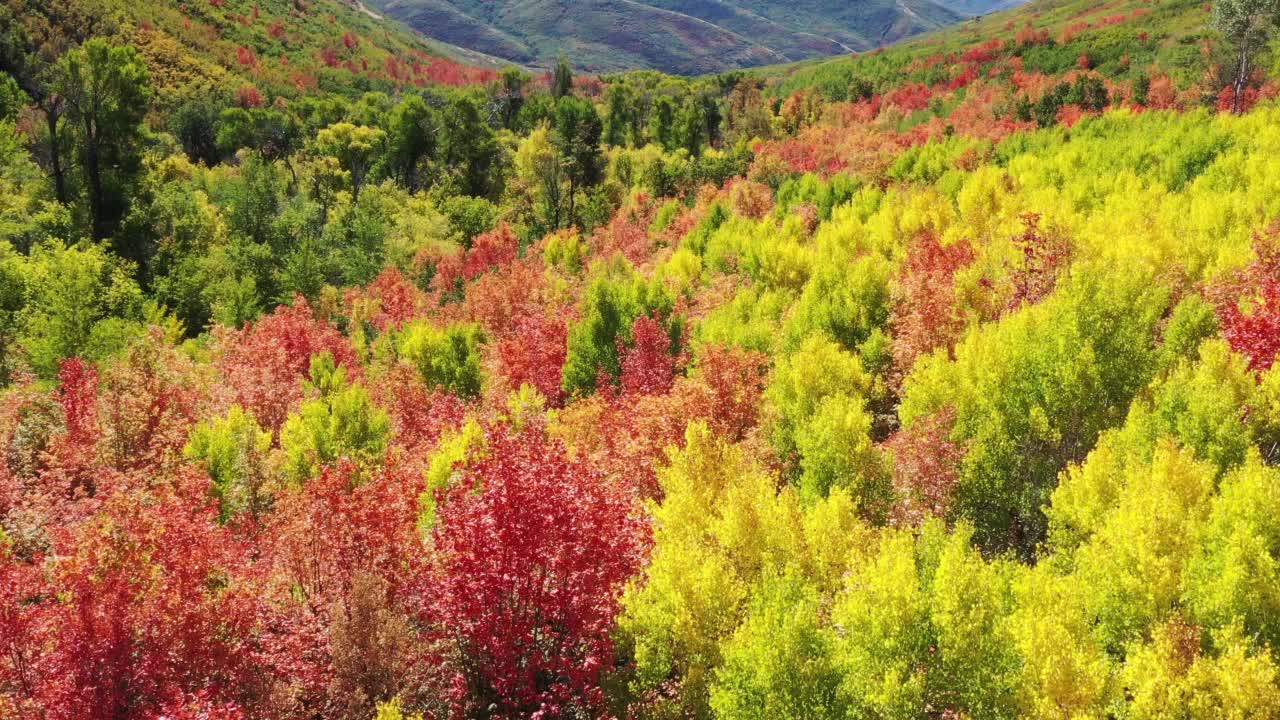 无人机在山上森林上空飞行，树上有秋天的颜色视频下载