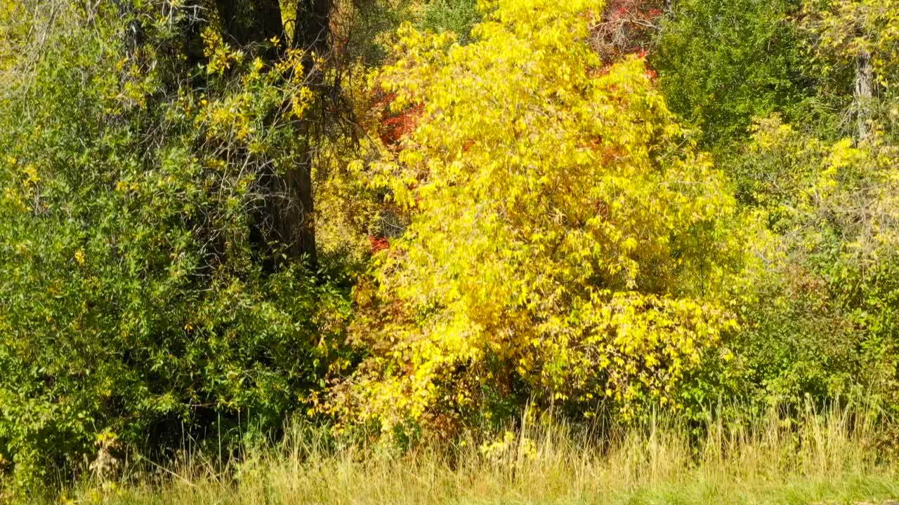 无人机爬上树木，展现山腰的秋天色彩视频下载