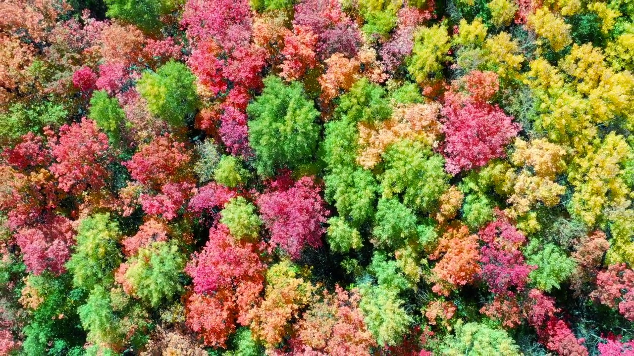 无人机俯视和上升的森林充满秋天的色彩视频下载