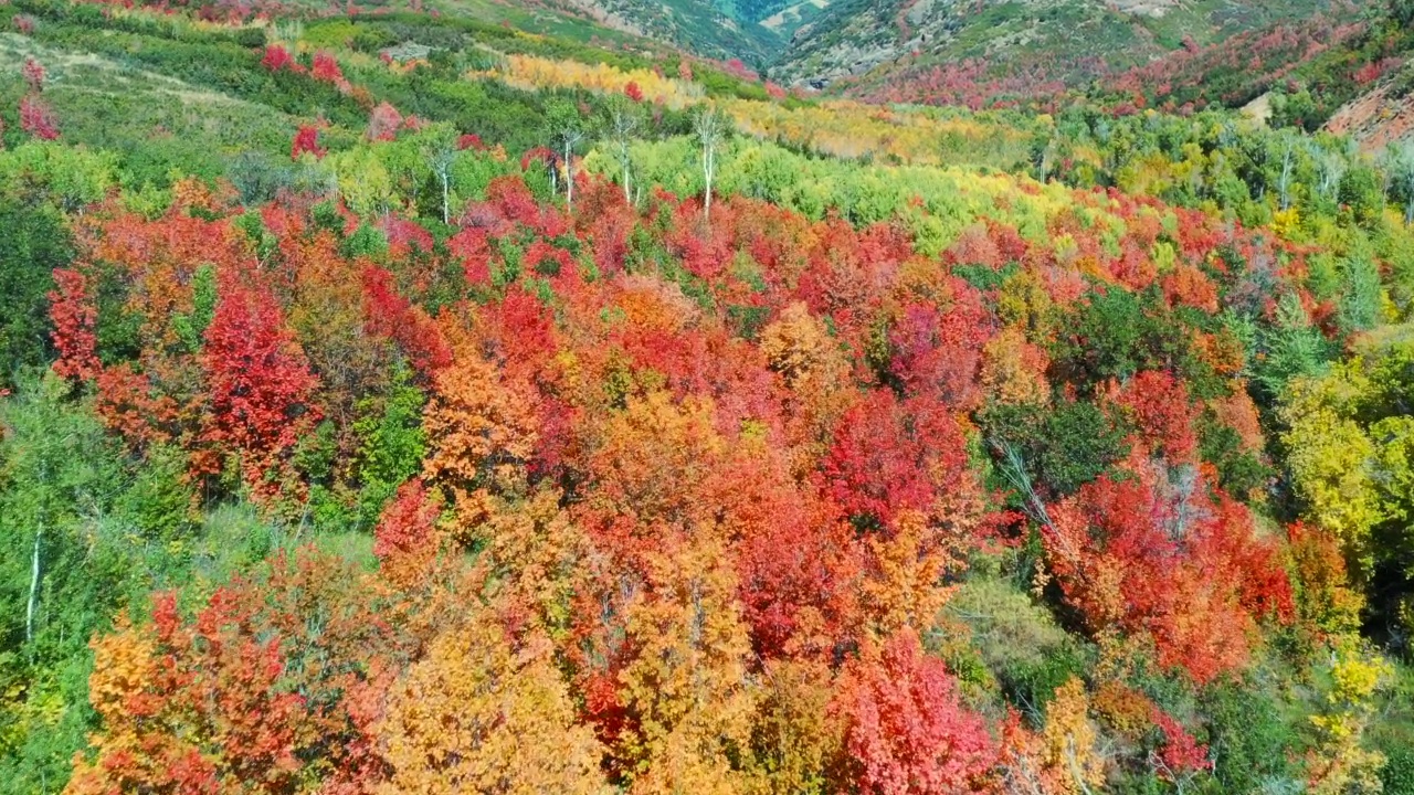 无人机对着白天的秋色树林视频下载