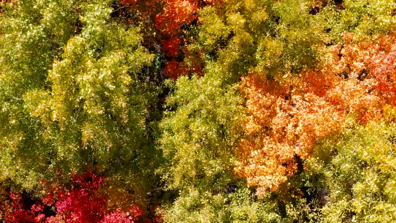 在一个阳光明媚的日子里，无人机用相机向下拍摄秋色落叶林视频下载
