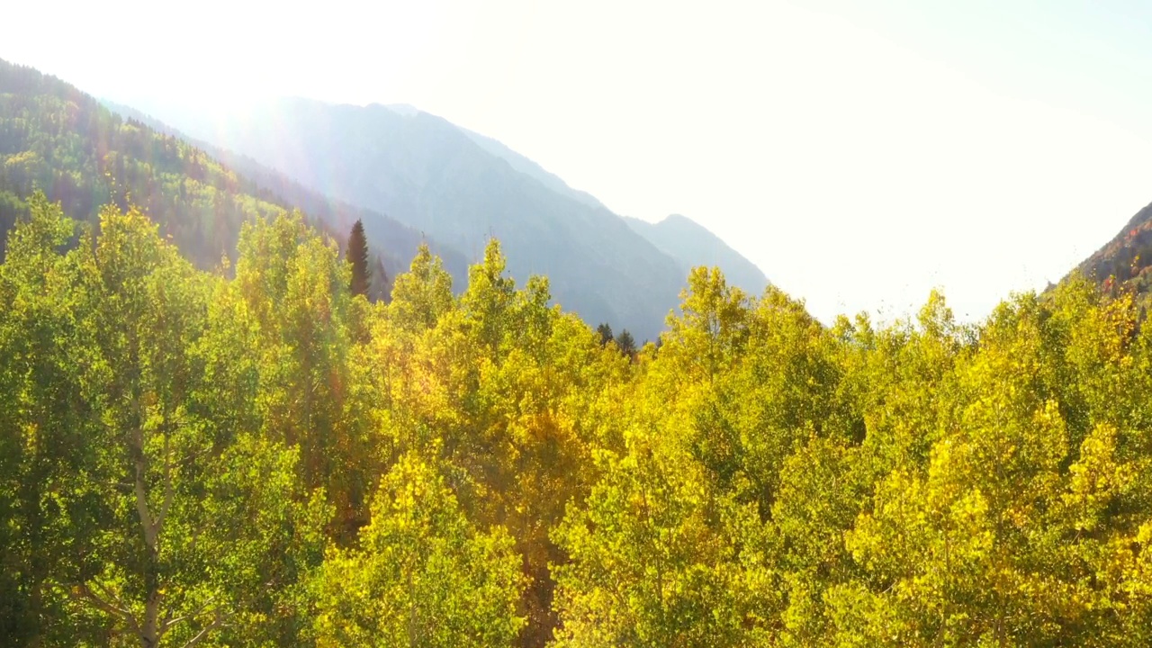 无人机在秋天彩色的白杨林上空飞行视频下载