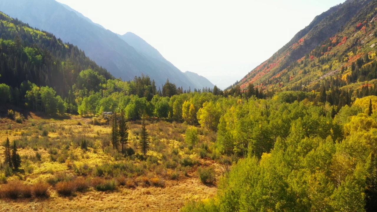 在一个阳光明媚的日子里，无人机向后飞越秋天山上的彩色白杨树林视频下载